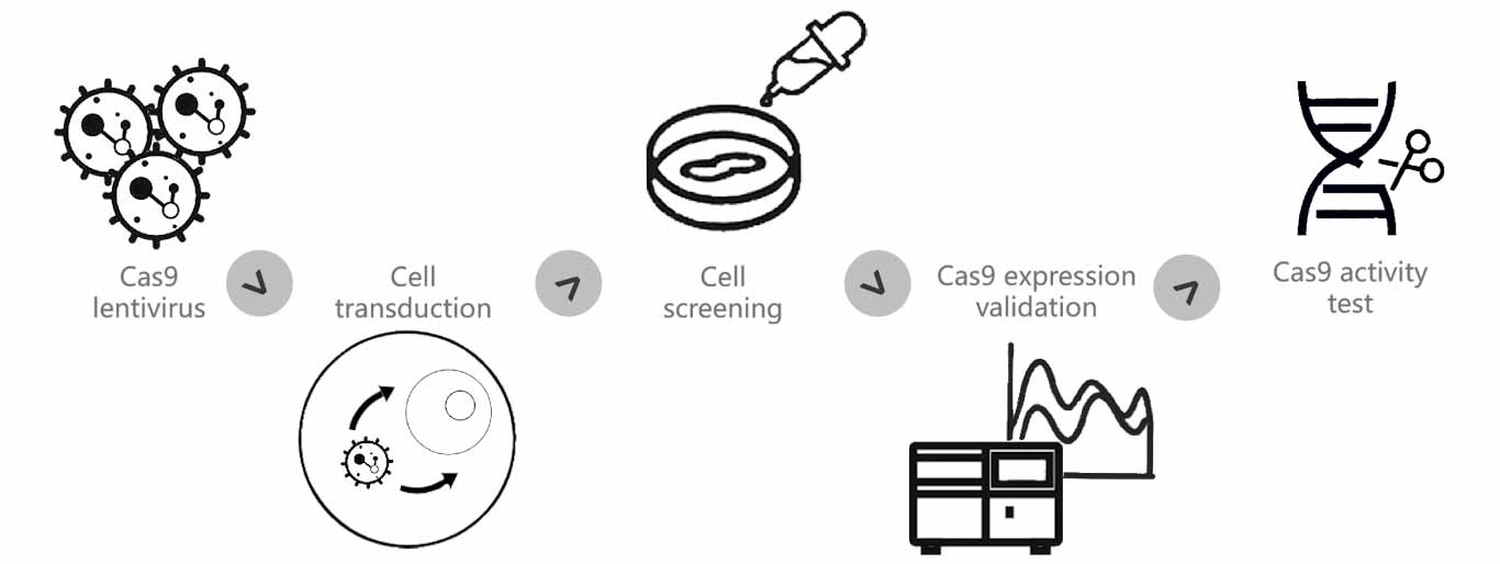 Cas9 stable cell lineVitro Biotech