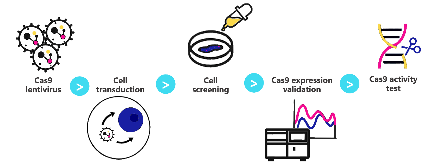 Cas9 stable cell lineVitro Biotech
