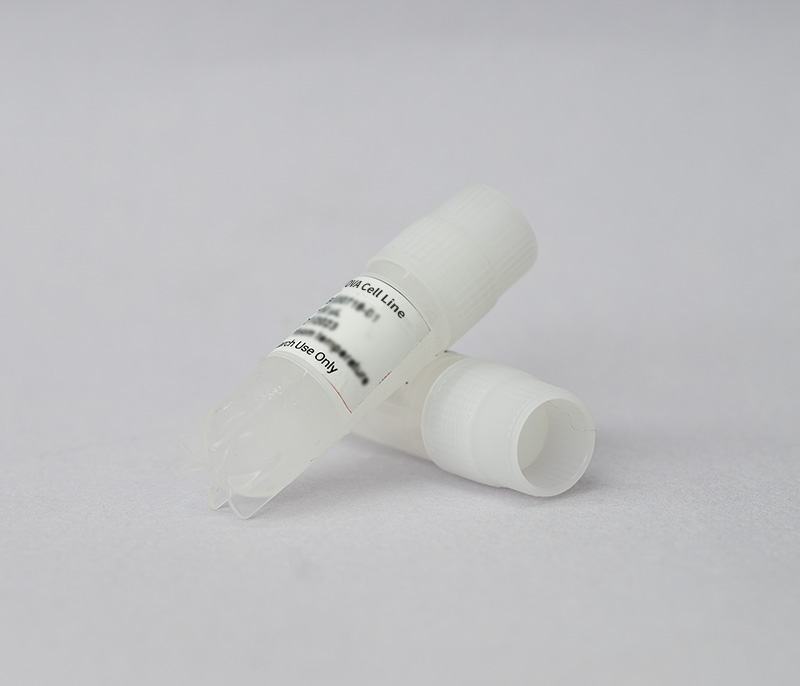 4T1-OVA-Luc Cell Line