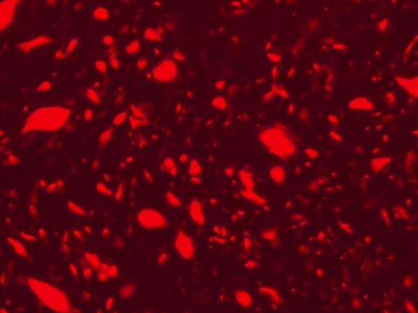 Comparing 2V6.11-Luc with Stand