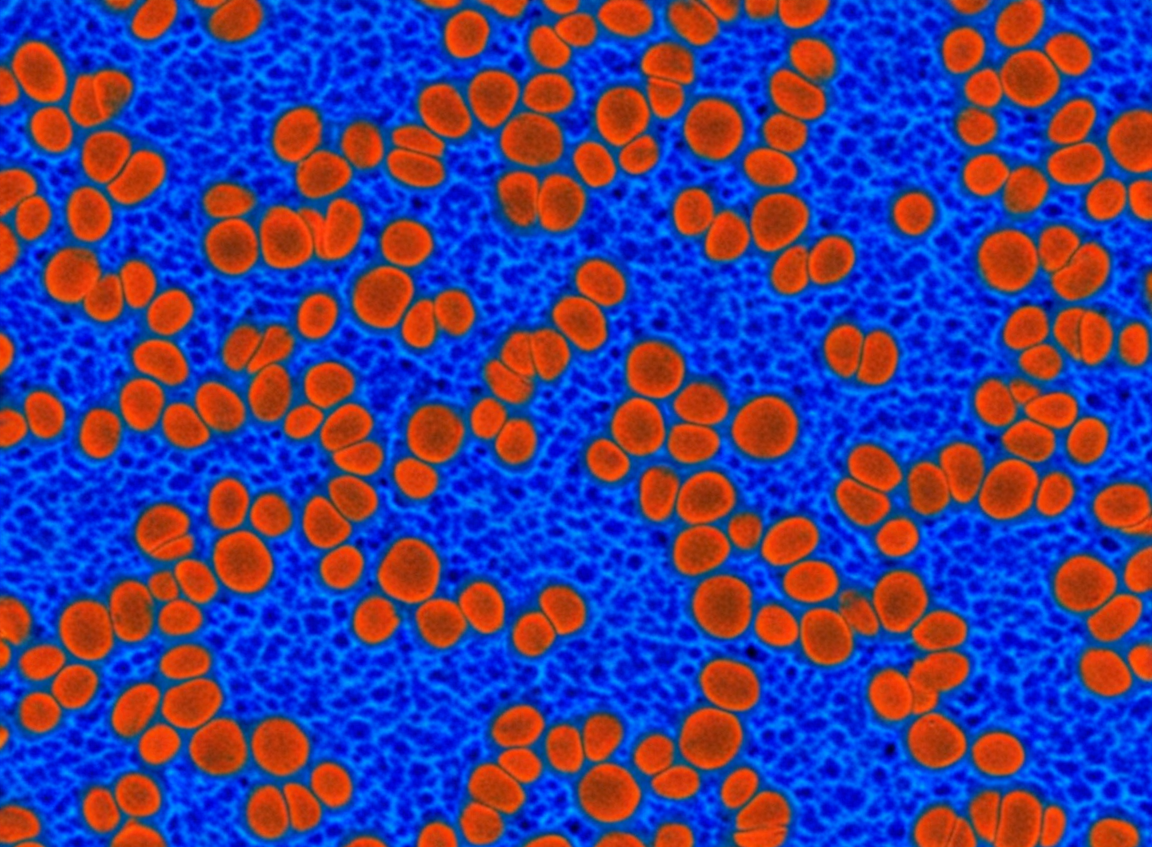 SW839 Cells: A Fundamental Mode