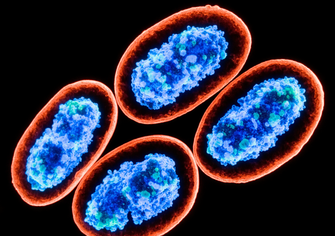 How to Select the Right Cervical Cancer Research Model? A C