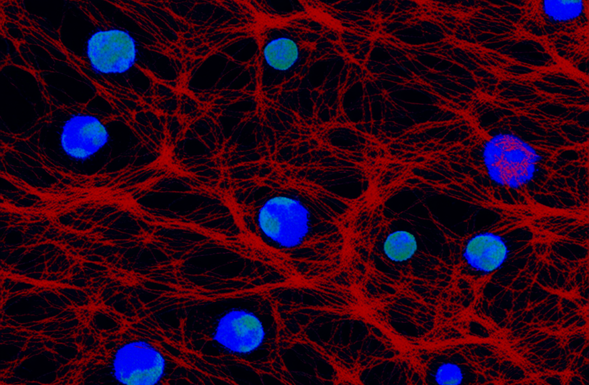 Tackling the KRAS Challenge: Applications of NCI-H2009 in K