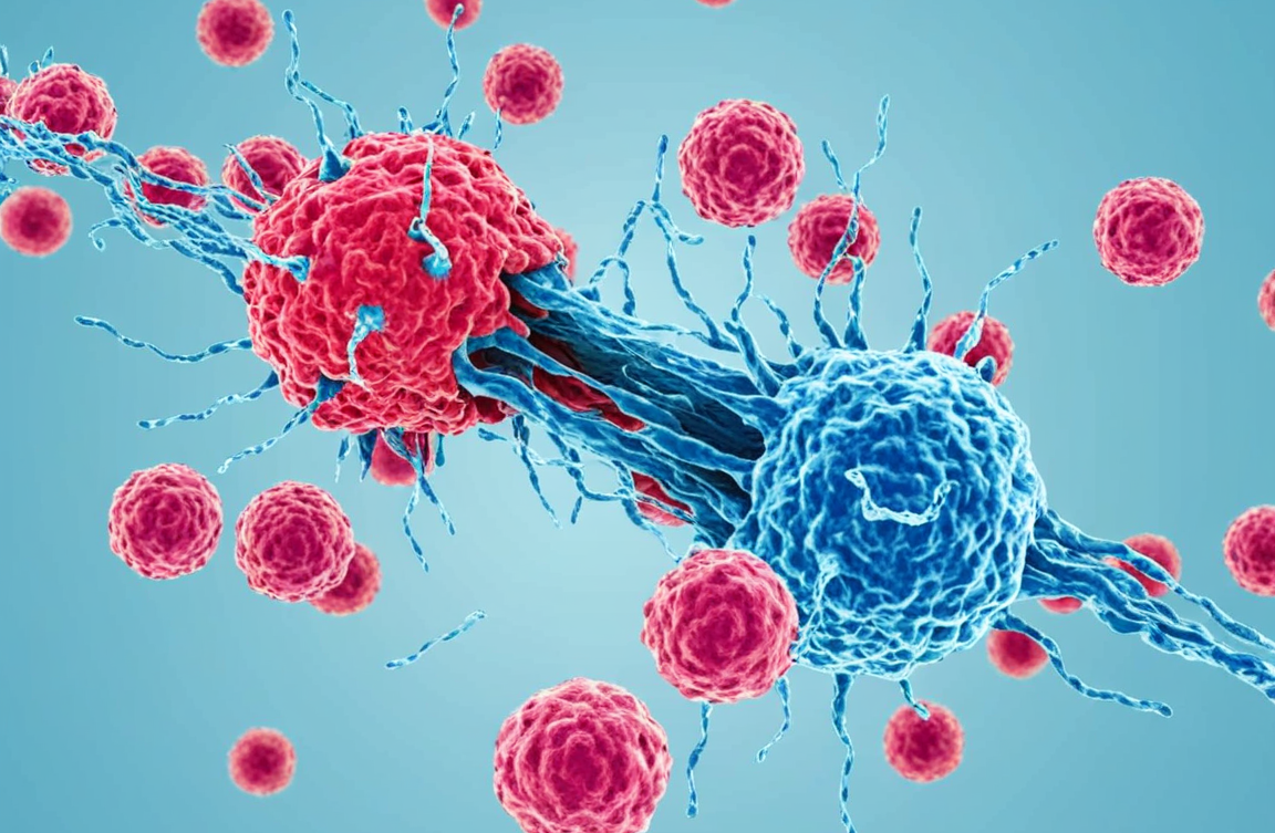 Decoding the Raji Cell Line: Why It Became the Gold Standar