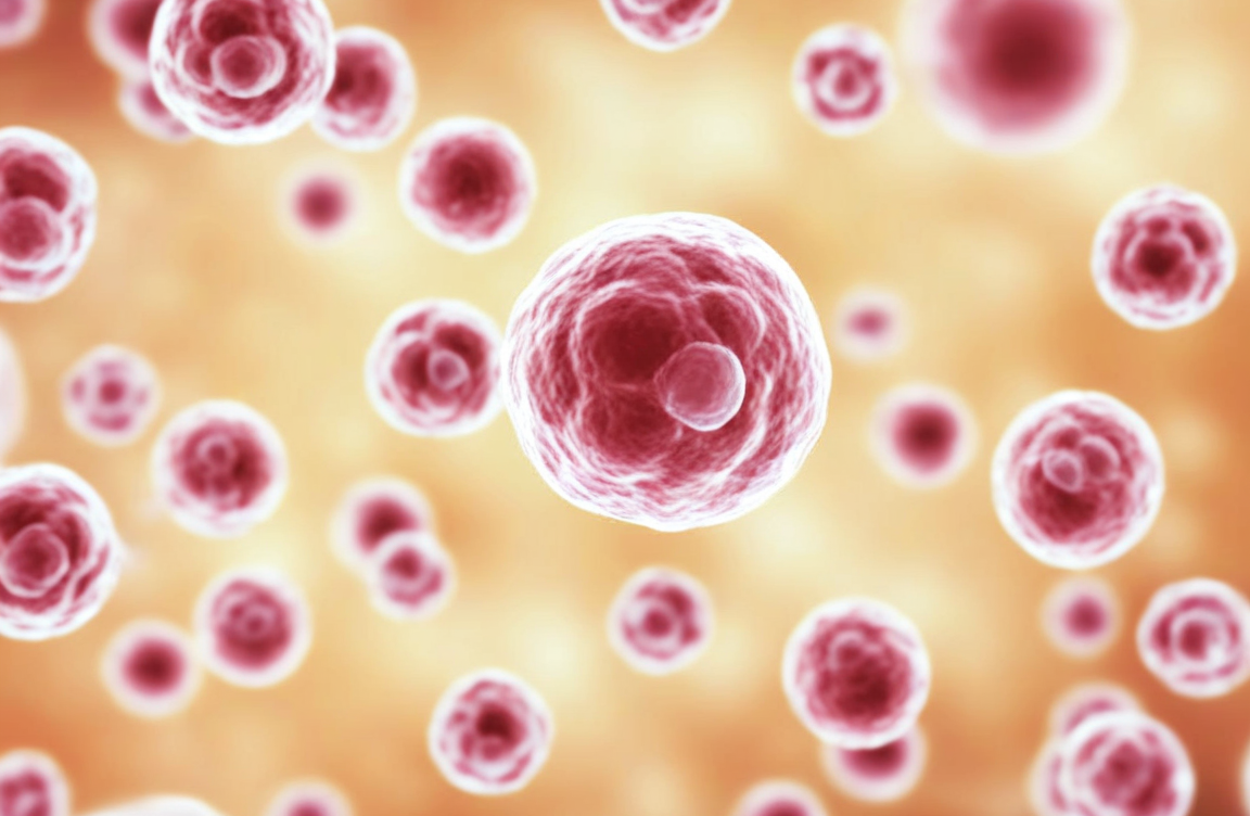 The EO771-OVA Cell Line: An Ideal In Vivo Model to Accelera
