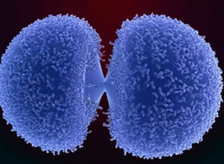 Hepatocyte Model Showdown: Why Choose AML12 Over HepG2 or H