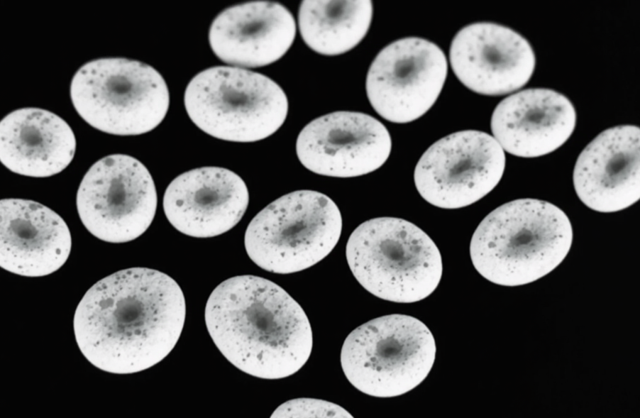 Application of EBC-1-Luc in Orthotopic Lung Cancer Models