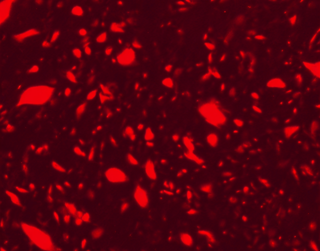 Comparing 2V6.11-Luc with Stand