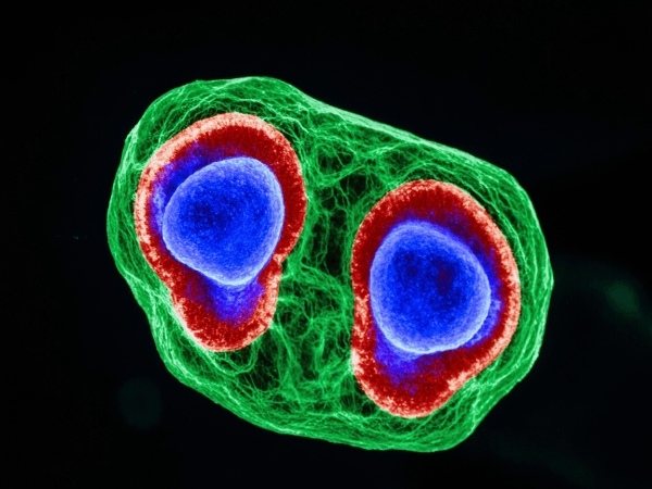 The Role of Tumor-Antigen-Speci