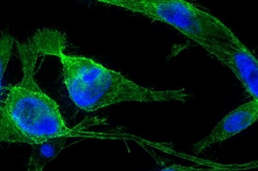 Targeted Mucosal Immune Activat